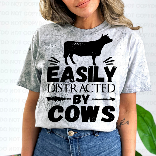 Eaily distracted by cows